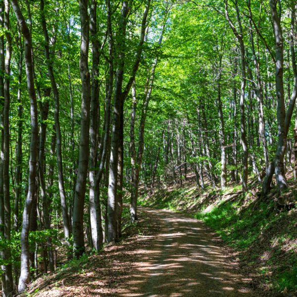 Deutschland, Europa, Europe, Extratour, Frühling, Germany, Hessen, Hessia, Hinterland, Lahn-Dill-Bergland, Location, Ort, Spring, Wandern