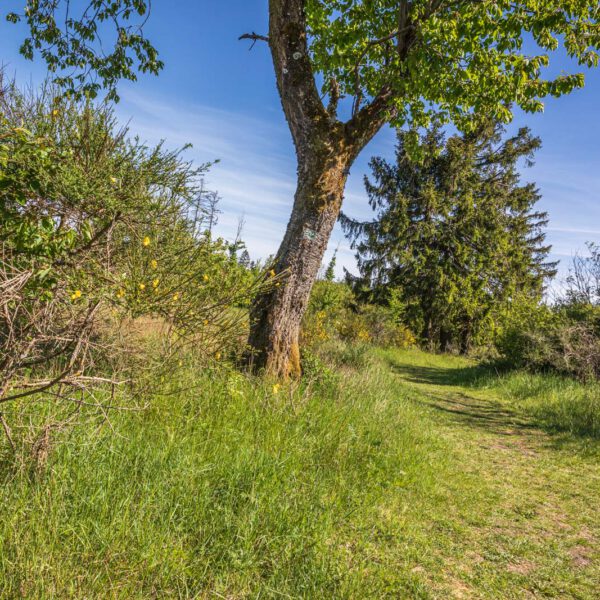 Deutschland, Europa, Europe, Extratour, Frühling, Germany, Hessen, Hessia, Hinterland, Lahn-Dill-Bergland, Location, Ort, Spring, Wandern