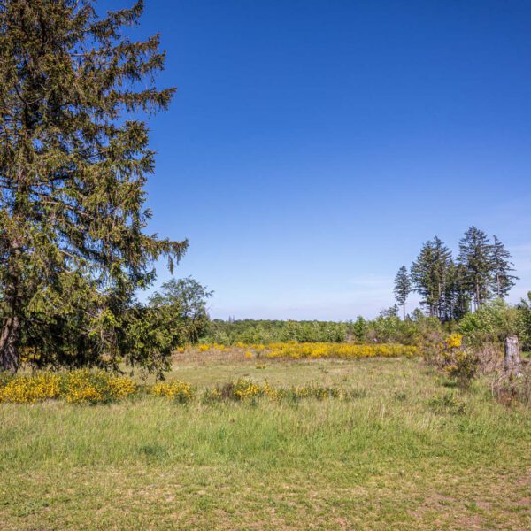 Deutschland, Europa, Europe, Extratour, Frühling, Germany, Hessen, Hessia, Hinterland, Lahn-Dill-Bergland, Location, Ort, Spring, Wandern