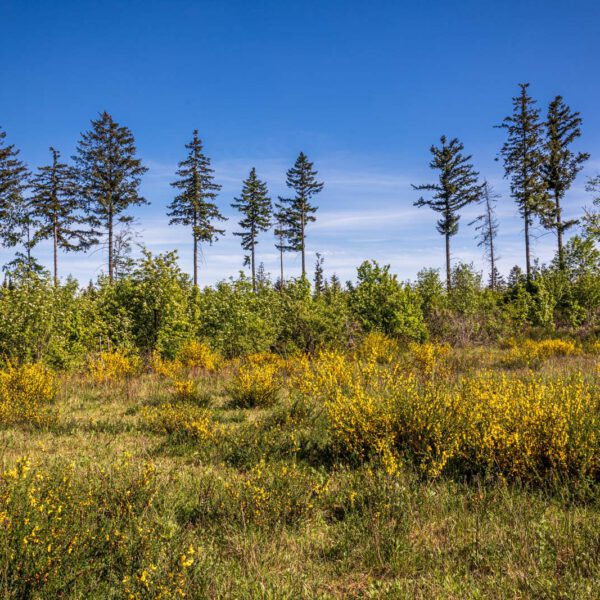 Deutschland, Europa, Europe, Extratour, Frühling, Germany, Hessen, Hessia, Hinterland, Lahn-Dill-Bergland, Location, Ort, Spring, Wandern