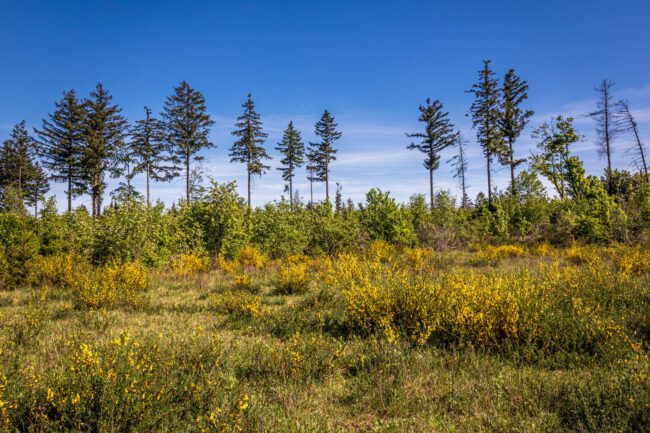 Deutschland, Europa, Europe, Extratour, Frühling, Germany, Hessen, Hessia, Hinterland, Lahn-Dill-Bergland, Location, Ort, Spring, Wandern