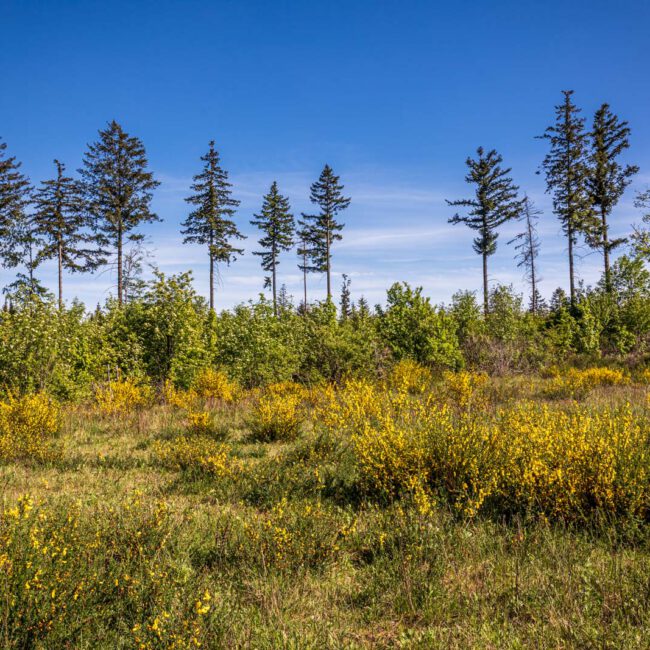 Deutschland, Europa, Europe, Extratour, Frühling, Germany, Hessen, Hessia, Hinterland, Lahn-Dill-Bergland, Location, Ort, Spring, Wandern