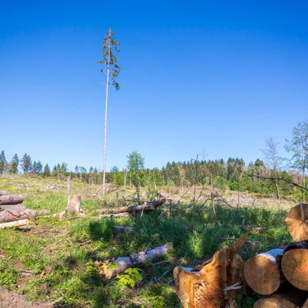 Deutschland, Europa, Europe, Extratour, Frühling, Germany, Hessen, Hessia, Hinterland, Lahn-Dill-Bergland, Location, Ort, Spring, Wandern