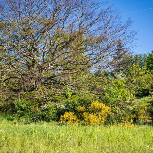Deutschland, Europa, Europe, Extratour, Frühling, Germany, Hessen, Hessia, Hinterland, Lahn-Dill-Bergland, Location, Ort, Spring, Wandern
