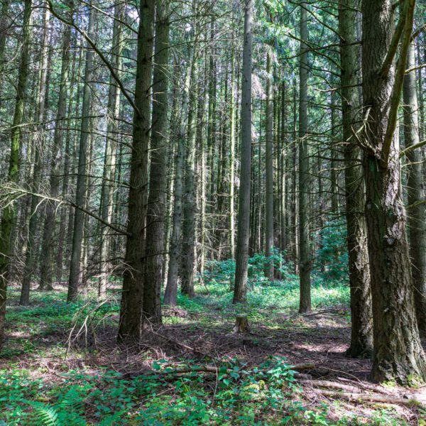 Deutschland, Europa, Europe, Extratour, Frühling, Germany, Hessen, Hessia, Hinterland, Lahn-Dill-Bergland, Location, Ort, Spring, Wandern