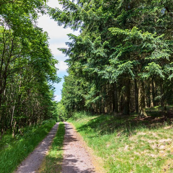Deutschland, Europa, Europe, Extratour, Frühling, Germany, Hessen, Hessia, Hinterland, Lahn-Dill-Bergland, Location, Ort, Spring, Wandern
