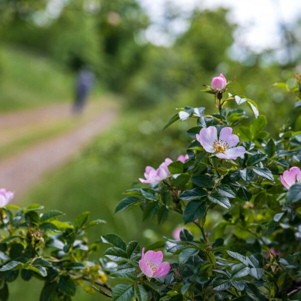 Deutschland, Europa, Europe, Extratour, Frühling, Germany, Hessen, Hessia, Hinterland, Lahn-Dill-Bergland, Location, Ort, Spring, Wandern