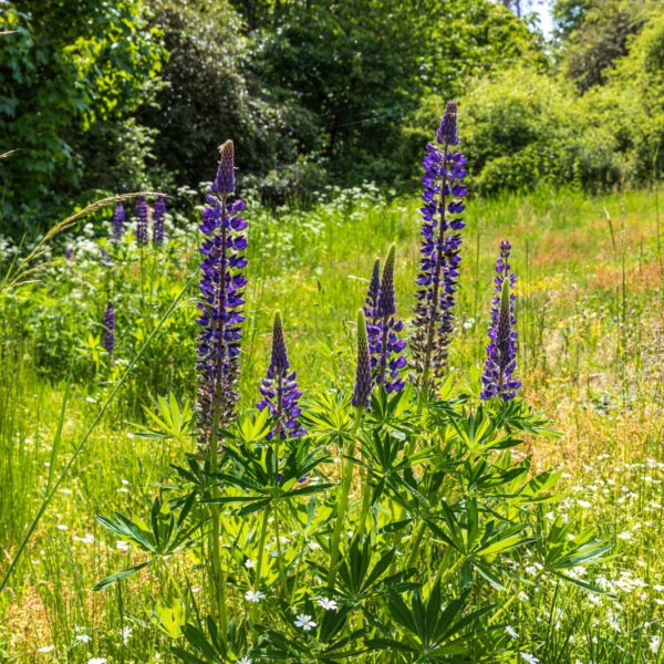 Deutschland, Europa, Europe, Extratour, Frühling, Germany, Hessen, Hessia, Hinterland, Lahn-Dill-Bergland, Location, Ort, Spring, Wandern