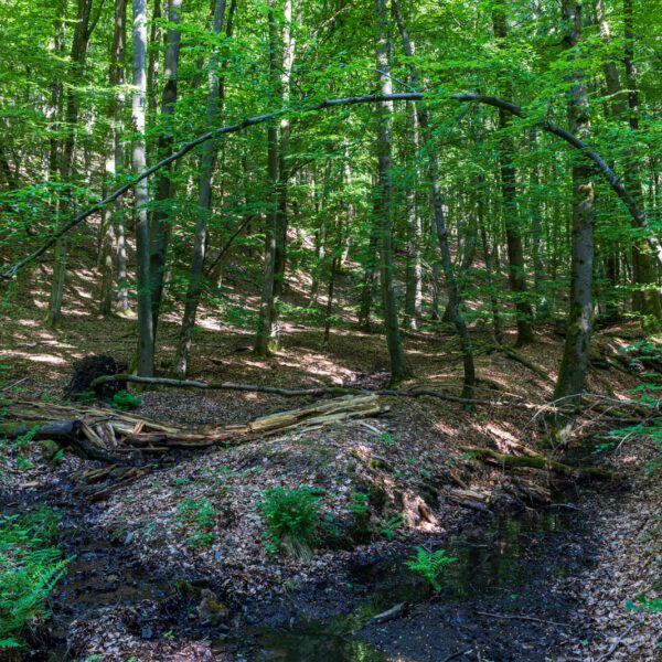 Deutschland, Europa, Europe, Extratour, Frühling, Germany, Hessen, Hessia, Hinterland, Lahn-Dill-Bergland, Location, Ort, Spring, Wandern