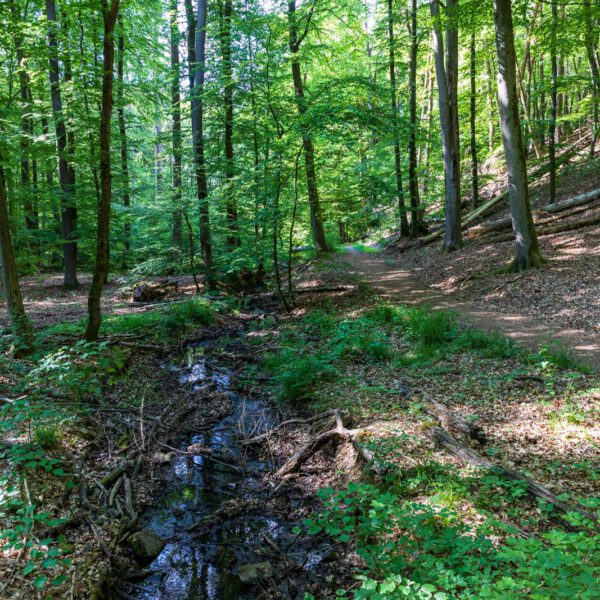 Deutschland, Europa, Europe, Extratour, Frühling, Germany, Hessen, Hessia, Hinterland, Lahn-Dill-Bergland, Location, Ort, Spring, Wandern