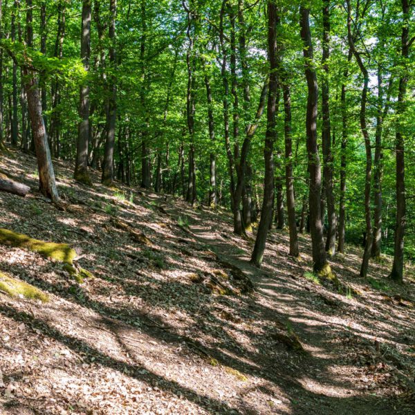 Deutschland, Europa, Europe, Extratour, Frühling, Germany, Hessen, Hessia, Hinterland, Lahn-Dill-Bergland, Location, Ort, Spring, Wandern
