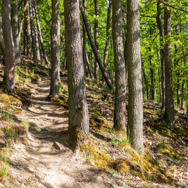 Deutschland, Europa, Europe, Extratour, Frühling, Germany, Hessen, Hessia, Hinterland, Lahn-Dill-Bergland, Location, Ort, Spring, Wandern