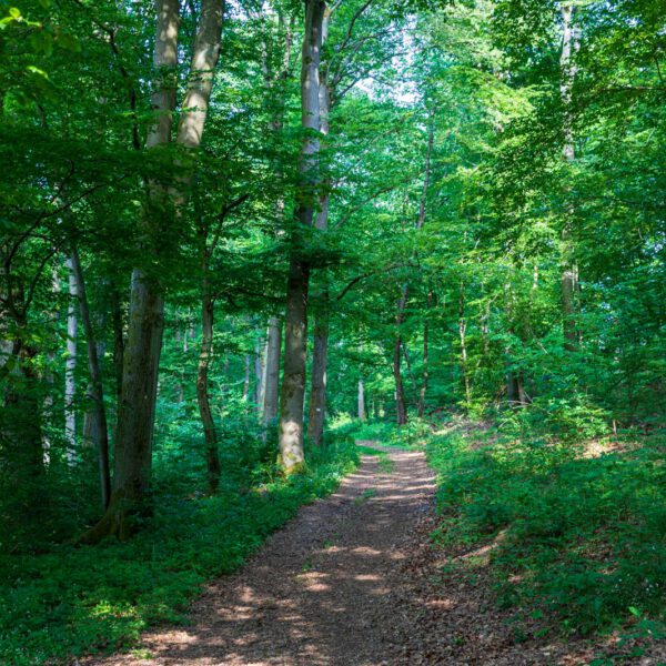Deutschland, Europa, Europe, Extratour, Frühling, Germany, Hessen, Hessia, Hinterland, Lahn-Dill-Bergland, Location, Ort, Spring, Wandern