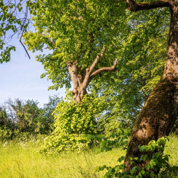 Deutschland, Europa, Europe, Extratour, Frühling, Germany, Hessen, Hessia, Hinterland, Lahn-Dill-Bergland, Location, Ort, Spring, Wandern