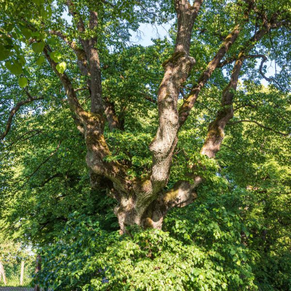 Deutschland, Europa, Europe, Extratour, Frühling, Germany, Hessen, Hessia, Hinterland, Lahn-Dill-Bergland, Location, Ort, Spring, Wandern