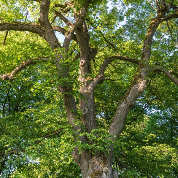 Deutschland, Europa, Europe, Extratour, Frühling, Germany, Hessen, Hessia, Hinterland, Lahn-Dill-Bergland, Location, Ort, Spring, Wandern