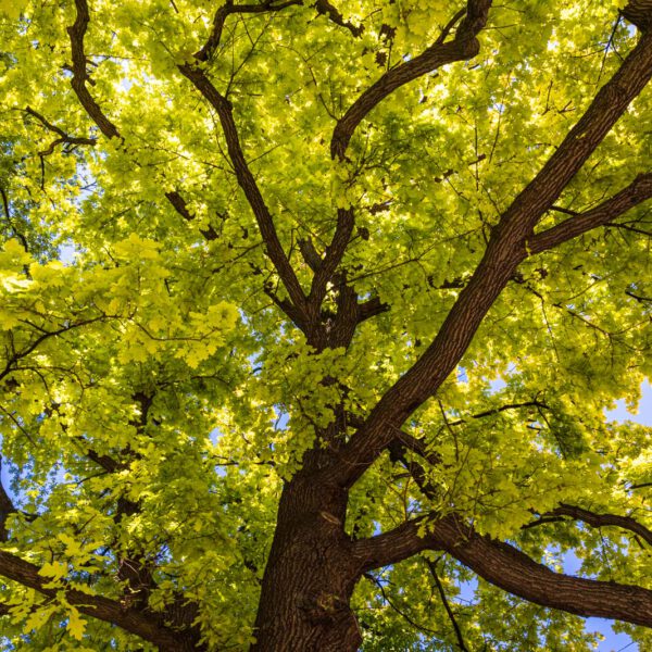 Deutschland, Europa, Europe, Frühling, Germany, Location, Ort, Sachsen, Saxony, Spring, Urlaub, Vaccation