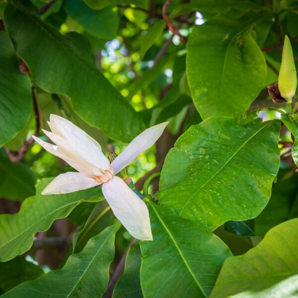 Deutschland, Europa, Europe, Frühling, Germany, Location, Ort, Sachsen, Saxony, Spring, Urlaub, Vaccation