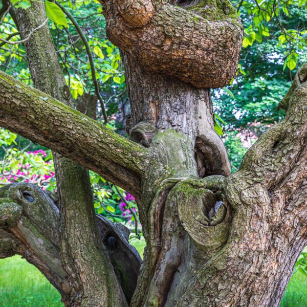 Deutschland, Europa, Europe, Frühling, Germany, Location, Ort, Sachsen, Saxony, Spring, Urlaub, Vaccation