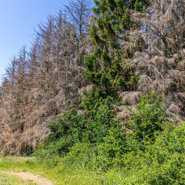 Deutschland, Europa, Europe, Extratour, Germany, Hessen, Hessia, Hiking, Hinterland, Lahn-Dill-Bergland, Location, Ort, Sommer, Summer, Wandern