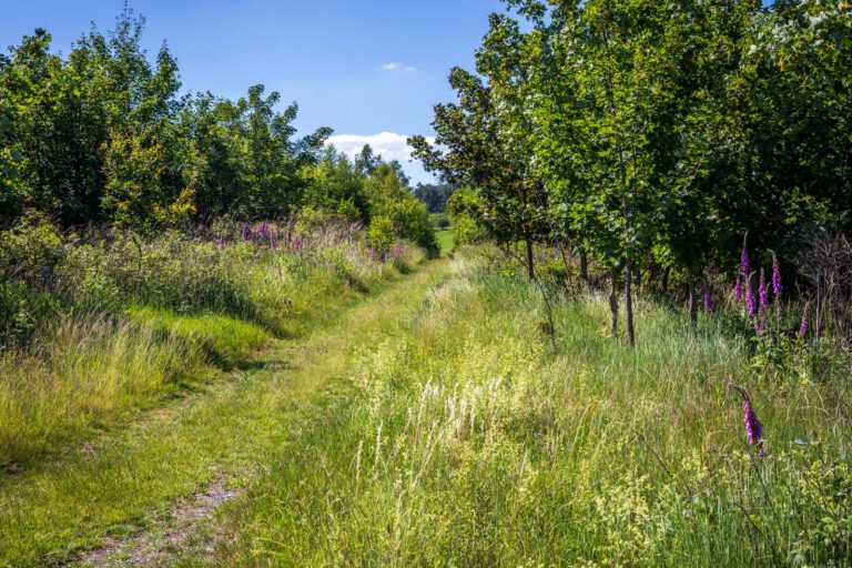 Deutschland, Europa, Europe, Extratour, Germany, Hessen, Hessia, Hiking, Hinterland, Lahn-Dill-Bergland, Location, Ort, Sommer, Summer, Wandern