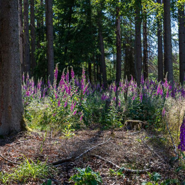 Deutschland, Europa, Europe, Extratour, Germany, Hessen, Hessia, Hiking, Hinterland, Lahn-Dill-Bergland, Location, Ort, Sommer, Summer, Wandern