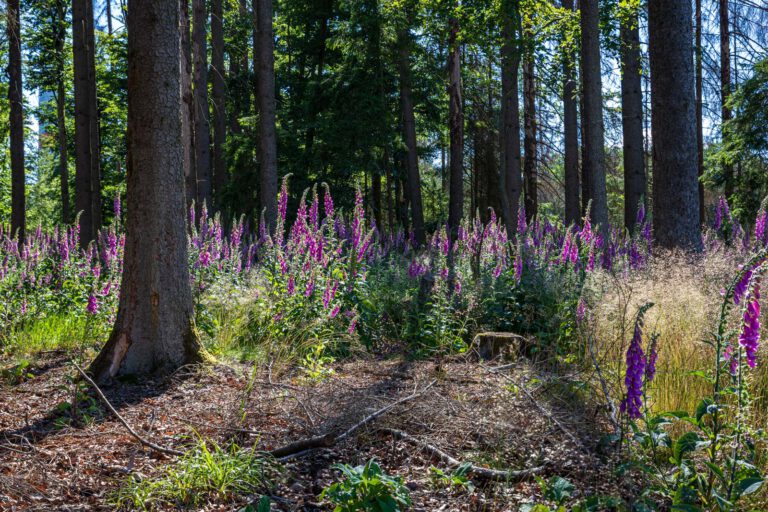 Deutschland, Europa, Europe, Extratour, Germany, Hessen, Hessia, Hiking, Hinterland, Lahn-Dill-Bergland, Location, Ort, Sommer, Summer, Wandern