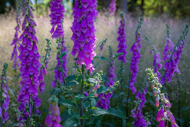 Deutschland, Europa, Europe, Extratour, Germany, Hessen, Hessia, Hiking, Hinterland, Lahn-Dill-Bergland, Location, Ort, Sommer, Summer, Wandern