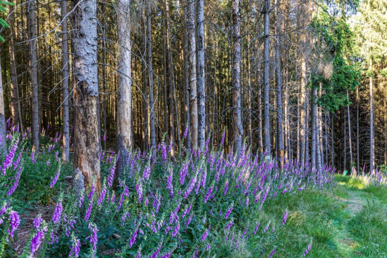 Deutschland, Europa, Europe, Extratour, Germany, Hessen, Hessia, Hiking, Hinterland, Lahn-Dill-Bergland, Location, Ort, Sommer, Summer, Wandern