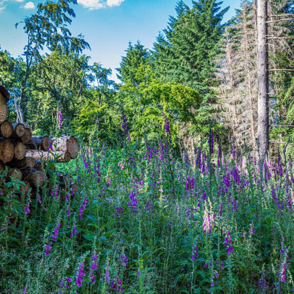 Deutschland, Europa, Europe, Extratour, Germany, Hessen, Hessia, Hiking, Hinterland, Lahn-Dill-Bergland, Location, Ort, Sommer, Summer, Wandern