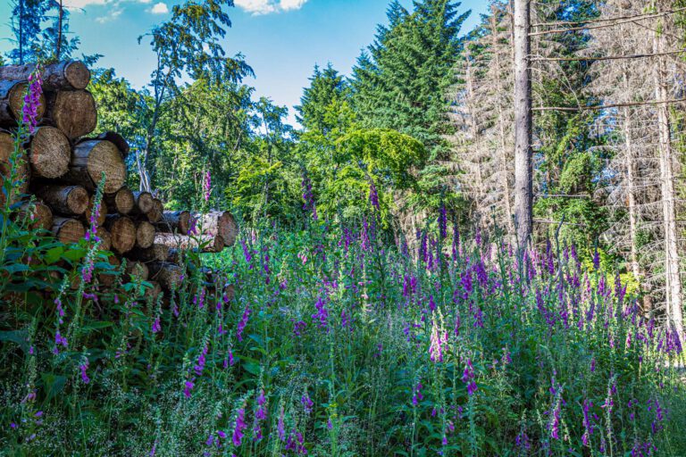 Deutschland, Europa, Europe, Extratour, Germany, Hessen, Hessia, Hiking, Hinterland, Lahn-Dill-Bergland, Location, Ort, Sommer, Summer, Wandern