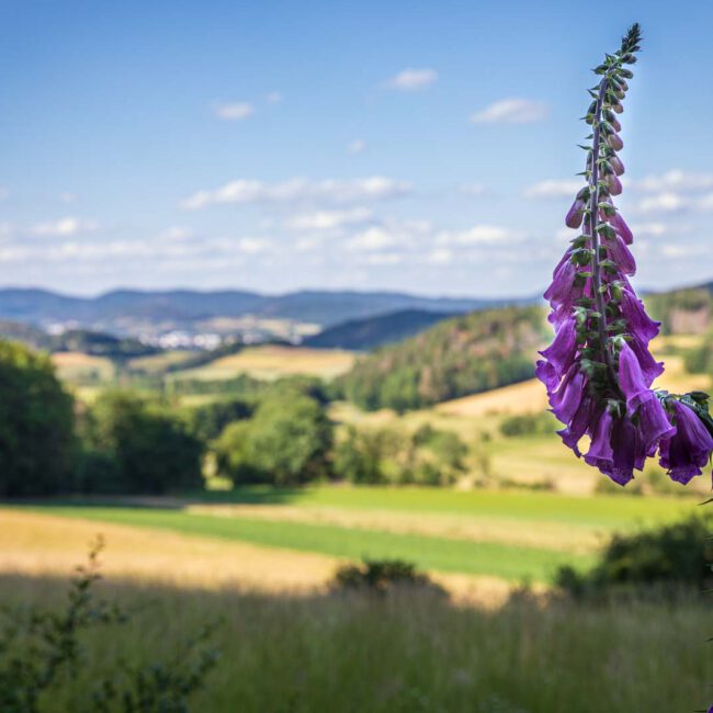 Deutschland, Europa, Europe, Extratour, Germany, Hessen, Hessia, Hiking, Hinterland, Lahn-Dill-Bergland, Location, Ort, Sommer, Summer, Wandern