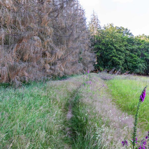 Deutschland, Europa, Europe, Extratour, Germany, Hessen, Hessia, Hiking, Hinterland, Lahn-Dill-Bergland, Location, Ort, Sommer, Summer, Wandern