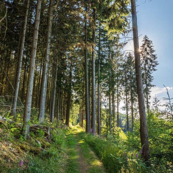 Deutschland, Europa, Europe, Extratour, Germany, Hessen, Hessia, Hiking, Hinterland, Lahn-Dill-Bergland, Location, Ort, Sommer, Summer, Wandern