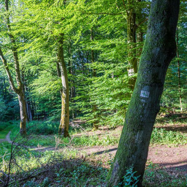 Deutschland, Europa, Europe, Extratour, Germany, Hessen, Hessia, Hiking, Hinterland, Lahn-Dill-Bergland, Location, Ort, Sommer, Summer, Wandern