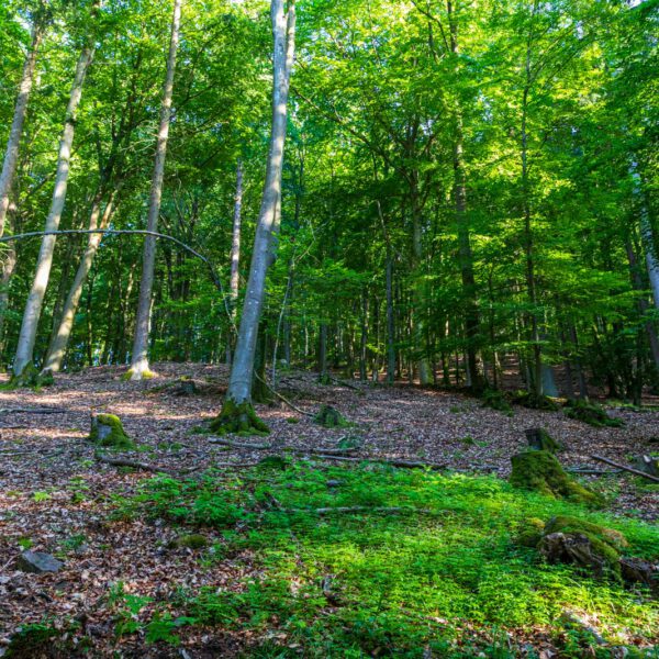 Deutschland, Europa, Europe, Extratour, Germany, Hessen, Hessia, Hiking, Hinterland, Lahn-Dill-Bergland, Location, Ort, Sommer, Summer, Wandern