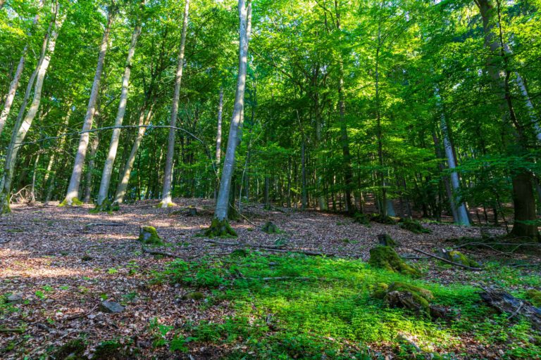 Deutschland, Europa, Europe, Extratour, Germany, Hessen, Hessia, Hiking, Hinterland, Lahn-Dill-Bergland, Location, Ort, Sommer, Summer, Wandern