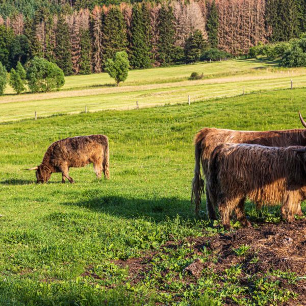 Deutschland, Europa, Europe, Extratour, Germany, Hessen, Hessia, Hiking, Hinterland, Lahn-Dill-Bergland, Location, Ort, Sommer, Summer, Wandern