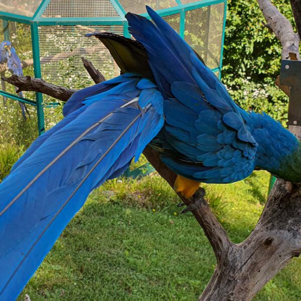 Animal, Deutschland, Europa, Europe, Germany, Herborn, Hessen, Hessia, Location, Ort, Sommer, Summer, Tier, Tiergarten, Zoo