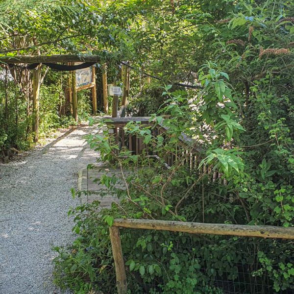 Animal, Deutschland, Europa, Europe, Germany, Herborn, Hessen, Hessia, Location, Ort, Sommer, Summer, Tier, Tiergarten, Zoo