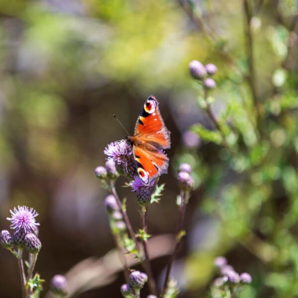 Animal, Deutschland, Europa, Europe, Germany, Herborn, Hessen, Hessia, Location, Ort, Sommer, Summer, Tier, Tiergarten, Zoo