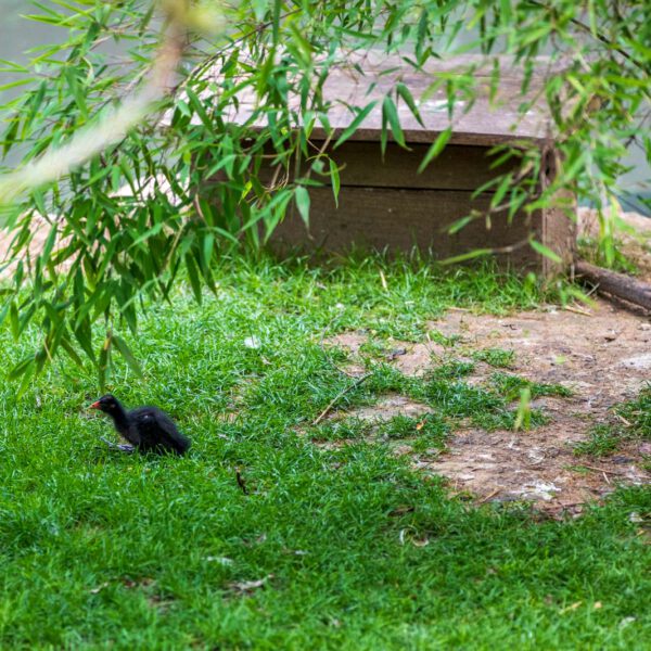 Animal, Deutschland, Europa, Europe, Germany, Herborn, Hessen, Hessia, Location, Ort, Sommer, Summer, Tier, Tiergarten, Zoo