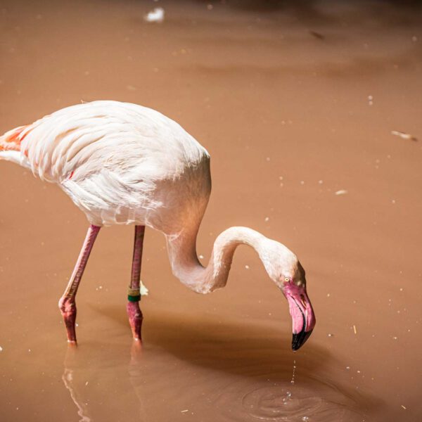 Animal, Deutschland, Europa, Europe, Germany, Herborn, Hessen, Hessia, Location, Ort, Sommer, Summer, Tier, Tiergarten, Zoo