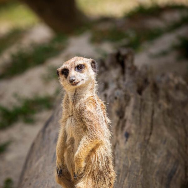 Animal, Deutschland, Europa, Europe, Germany, Herborn, Hessen, Hessia, Location, Ort, Sommer, Summer, Tier, Tiergarten, Zoo