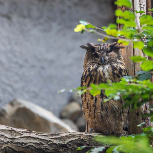 Animal, Deutschland, Europa, Europe, Germany, Herborn, Hessen, Hessia, Location, Ort, Sommer, Summer, Tier, Tiergarten, Zoo