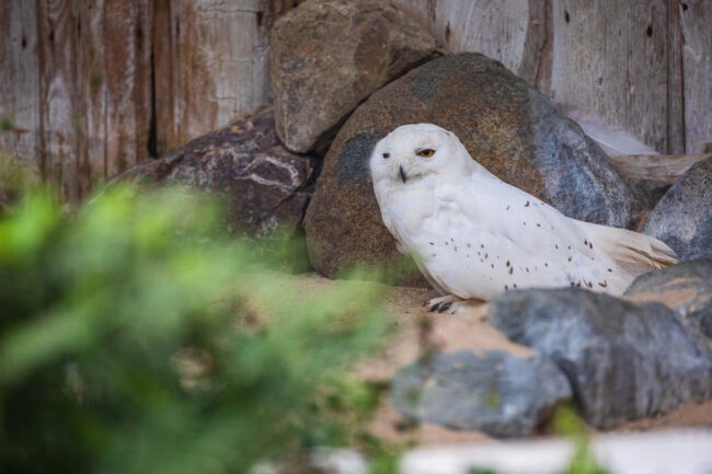 Animal, Deutschland, Europa, Europe, Germany, Herborn, Hessen, Hessia, Location, Ort, Sommer, Summer, Tier, Tiergarten, Zoo