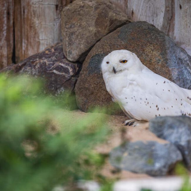 Animal, Deutschland, Europa, Europe, Germany, Herborn, Hessen, Hessia, Location, Ort, Sommer, Summer, Tier, Tiergarten, Zoo