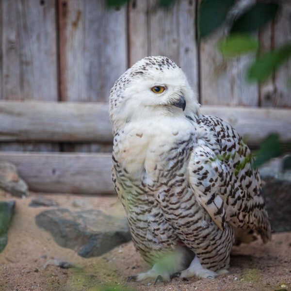 Animal, Deutschland, Europa, Europe, Germany, Herborn, Hessen, Hessia, Location, Ort, Sommer, Summer, Tier, Tiergarten, Zoo