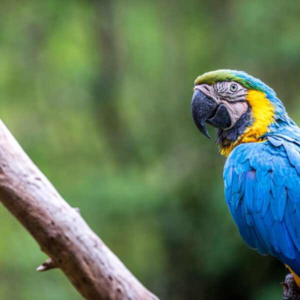 Animal, Deutschland, Europa, Europe, Germany, Herborn, Hessen, Hessia, Location, Ort, Sommer, Summer, Tier, Tiergarten, Zoo