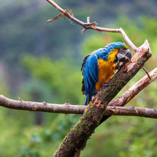 Animal, Deutschland, Europa, Europe, Germany, Herborn, Hessen, Hessia, Location, Ort, Sommer, Summer, Tier, Tiergarten, Zoo